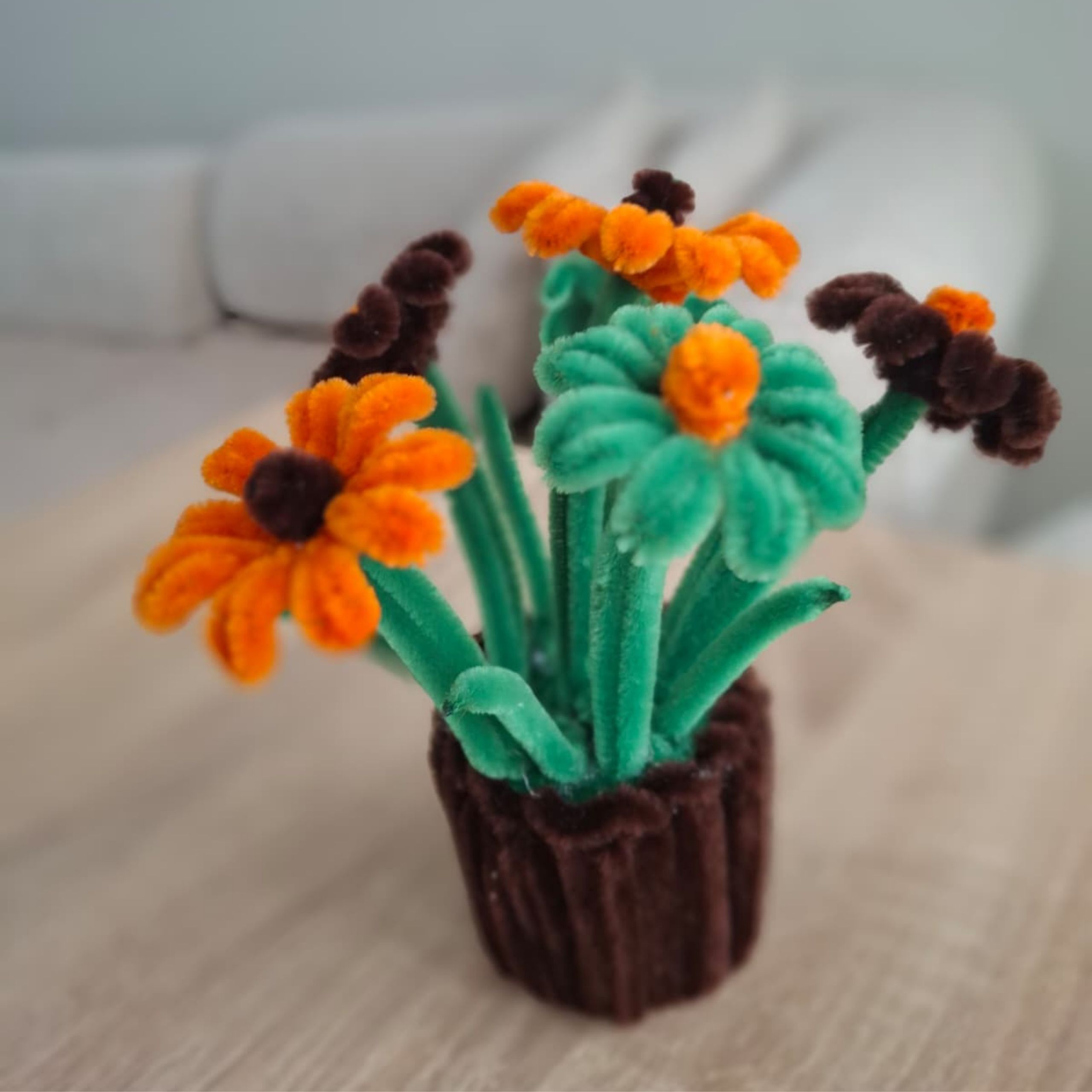 11 Mini Şönil Saksı Çiçeği - Görsel 1